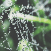 Spiderweb in grass with dew