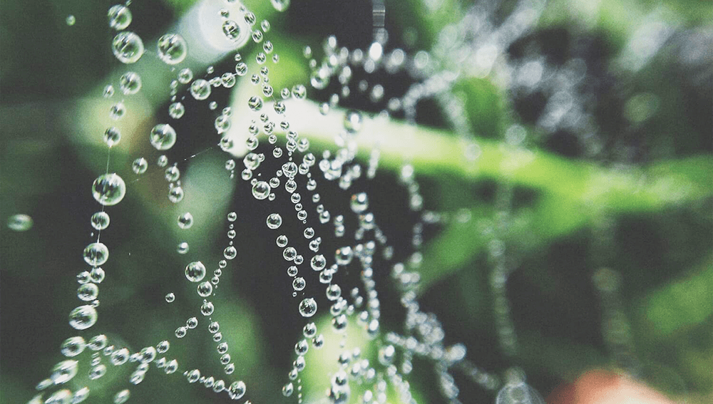 Spiderweb in grass with dew